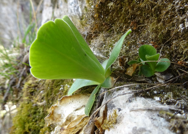 Primula auricula - Primulaceae